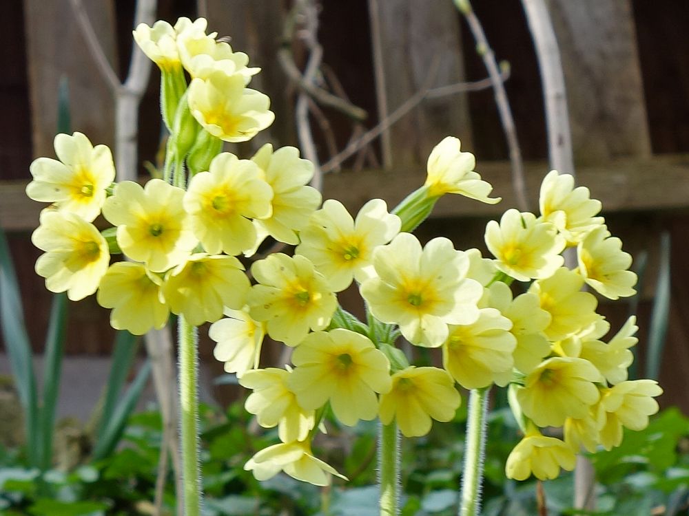 Schlüsselblumen