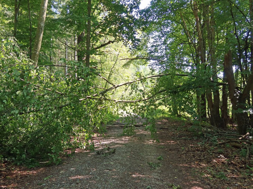 versperrter Waldweg