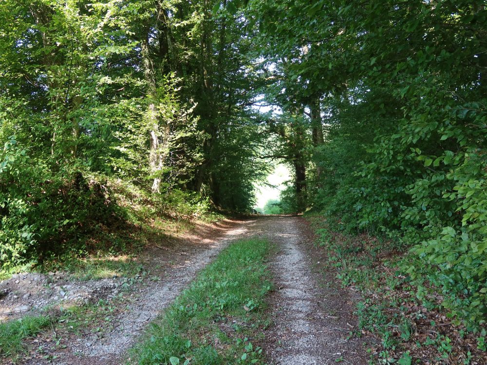 Waldweg