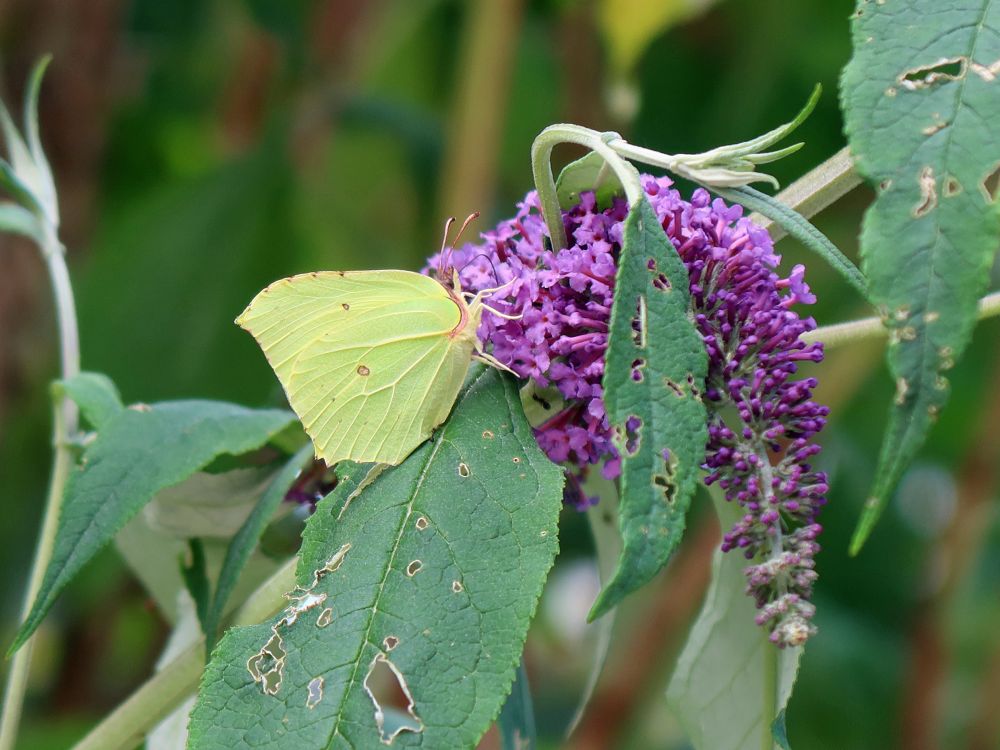 Schmetterling Zitronenfalter