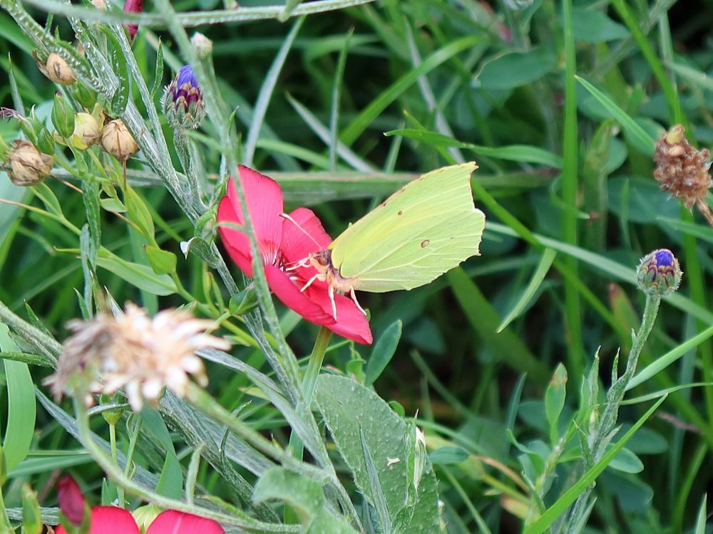 Schmetterling Zitronenfalter auf Lichtnelke