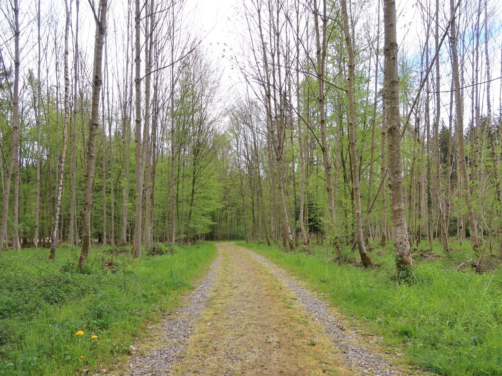 Waldweg