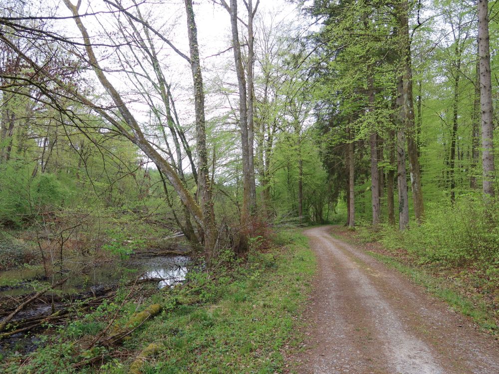 Waldweg