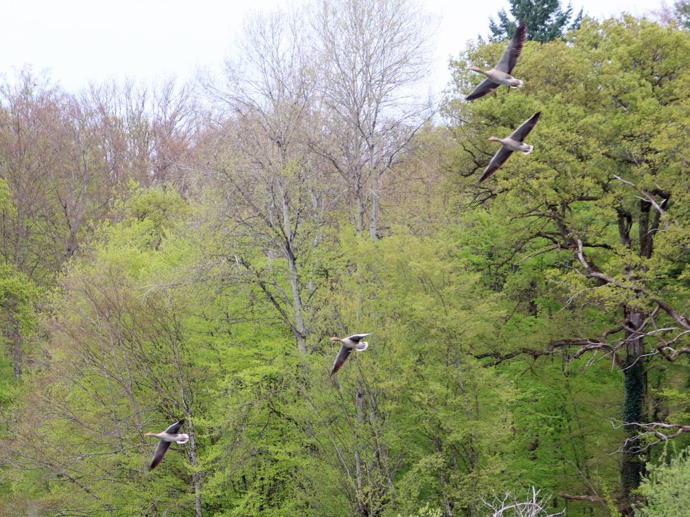 fliegende Gänse