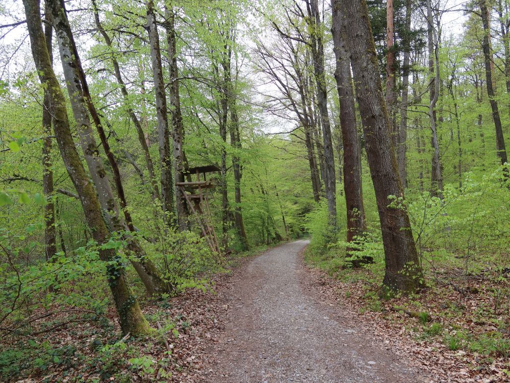 Waldweg