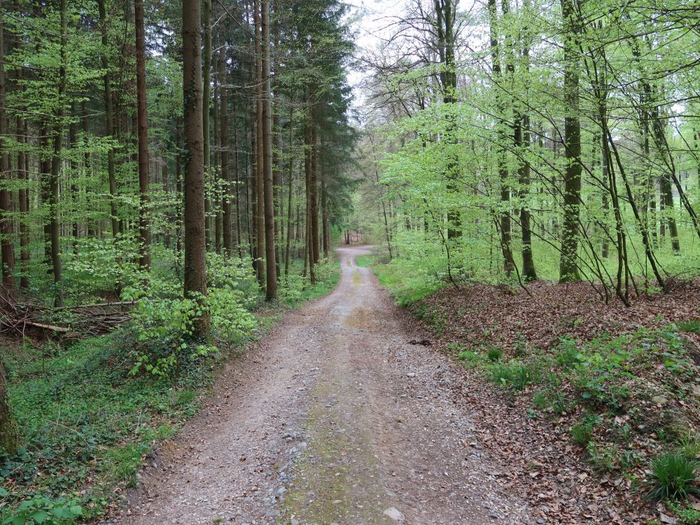 Waldweg