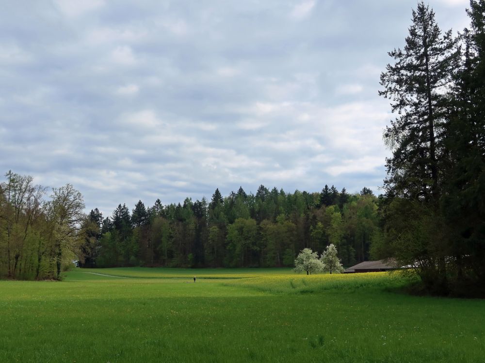 Waldlichtung bei Eichelrain
