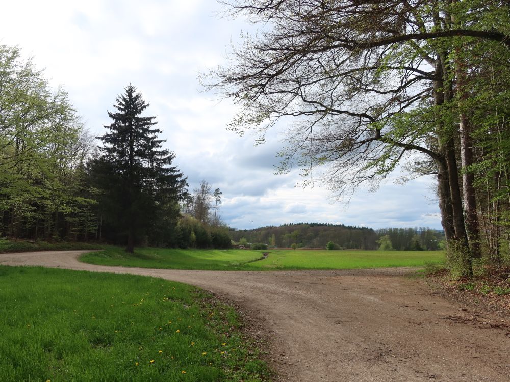 Waldweg