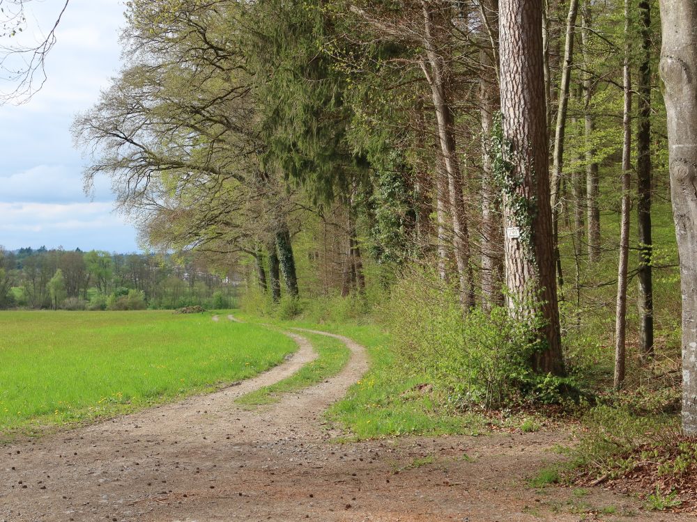 Weg am Waldrand