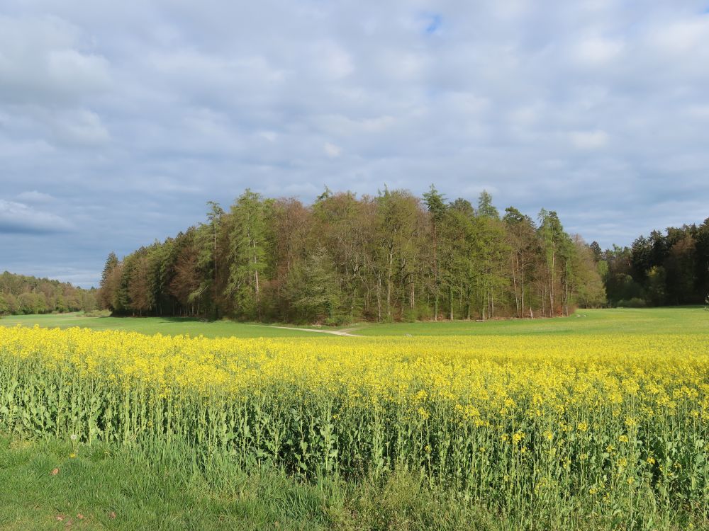 Rapsblüte