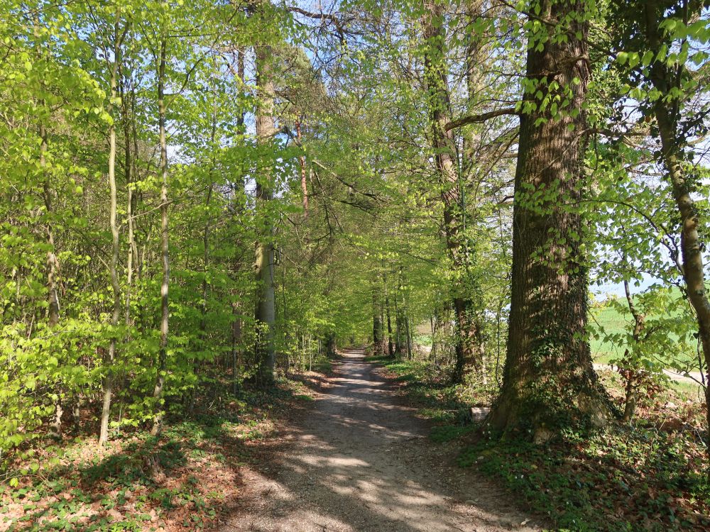 Waldweg