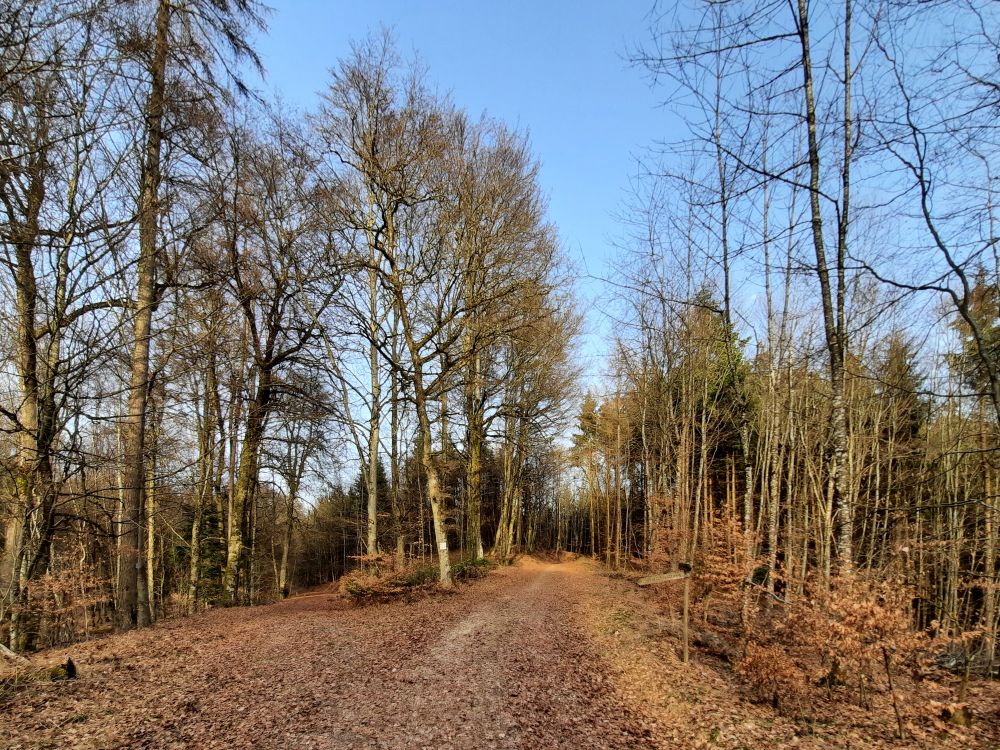 Waldweg