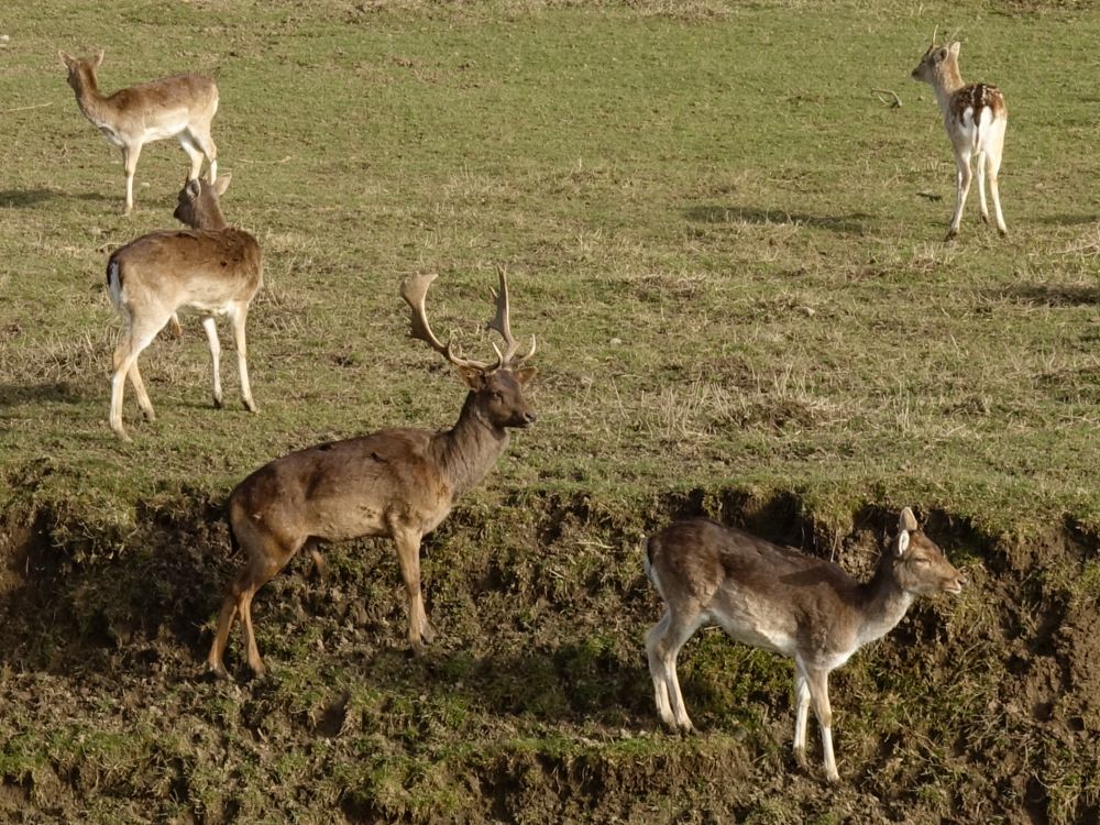 Rotwild bei Burgtal