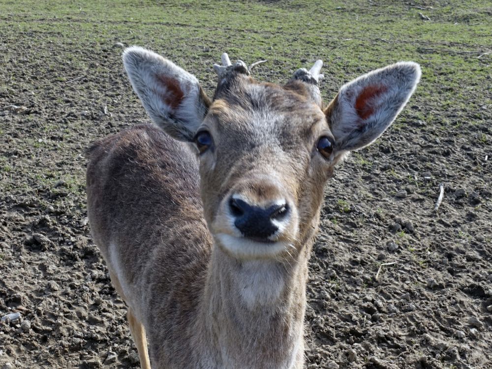 Rotwild bei Burgtal