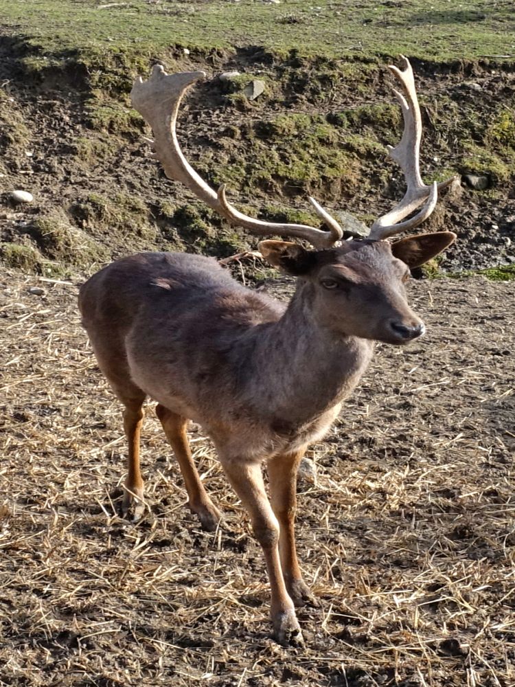 Rotwild bei Burgtal