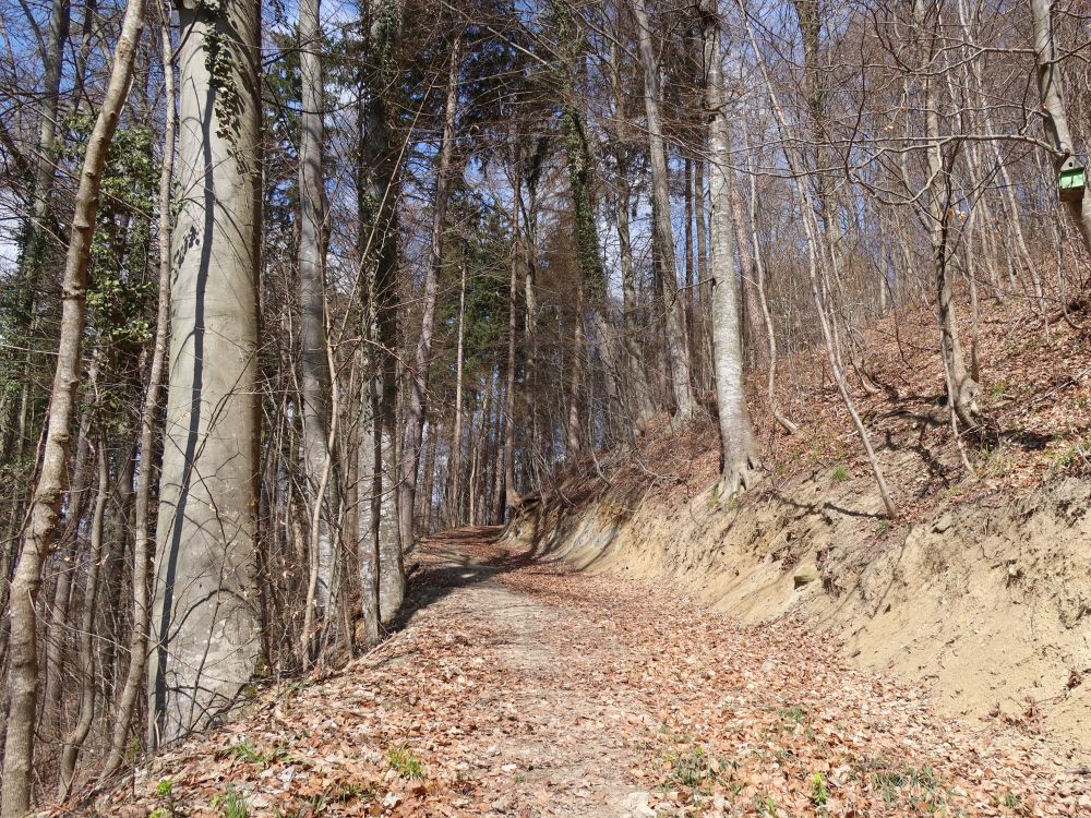 Waldweg
