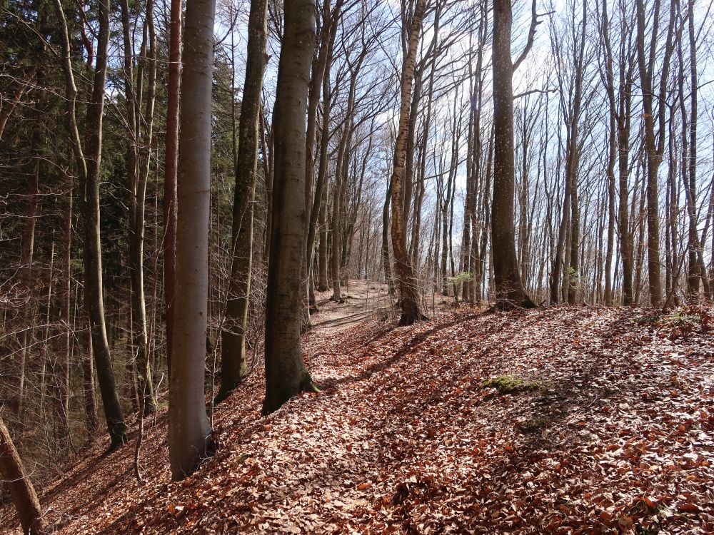 Waldpfad