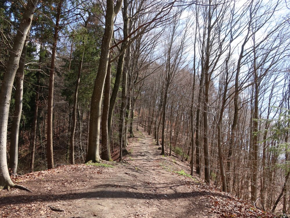 Waldpfad