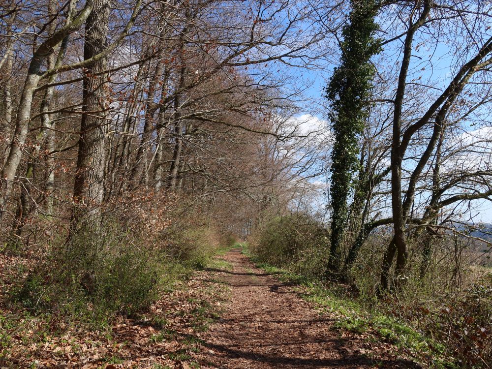 Waldpfad