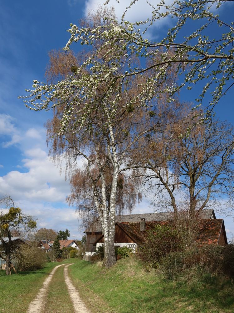 Birke vot Hengelau