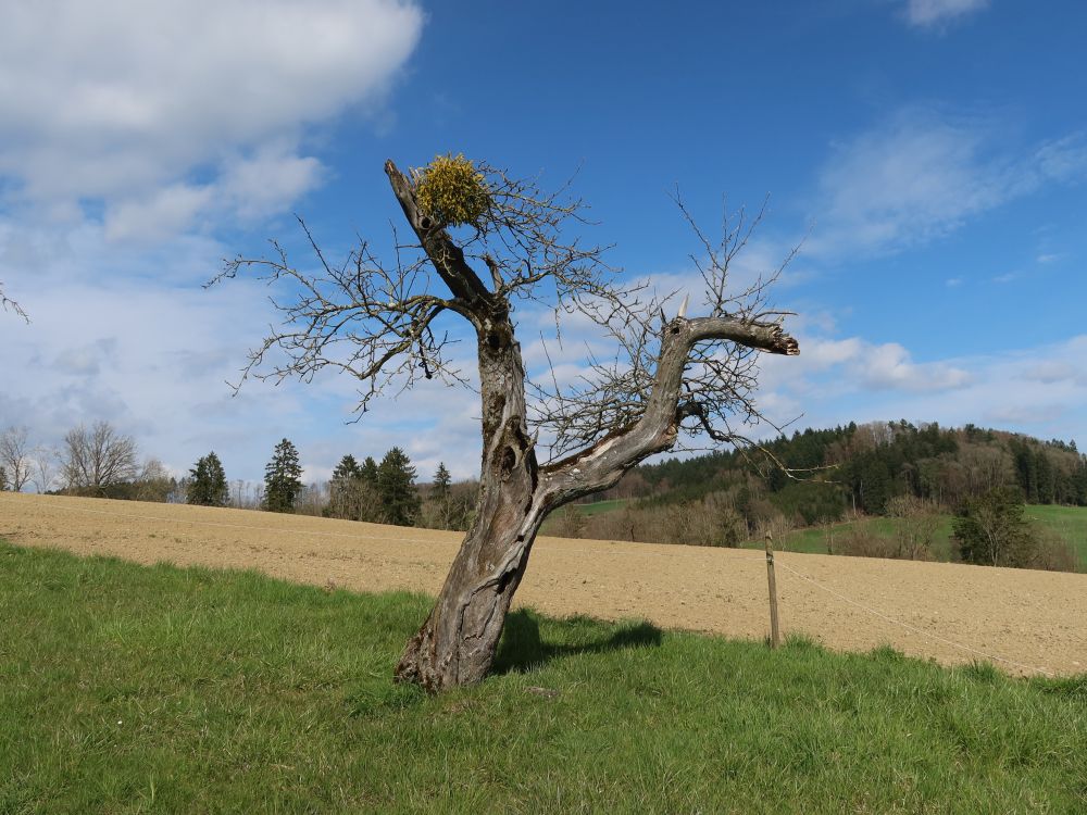 kahler Baum