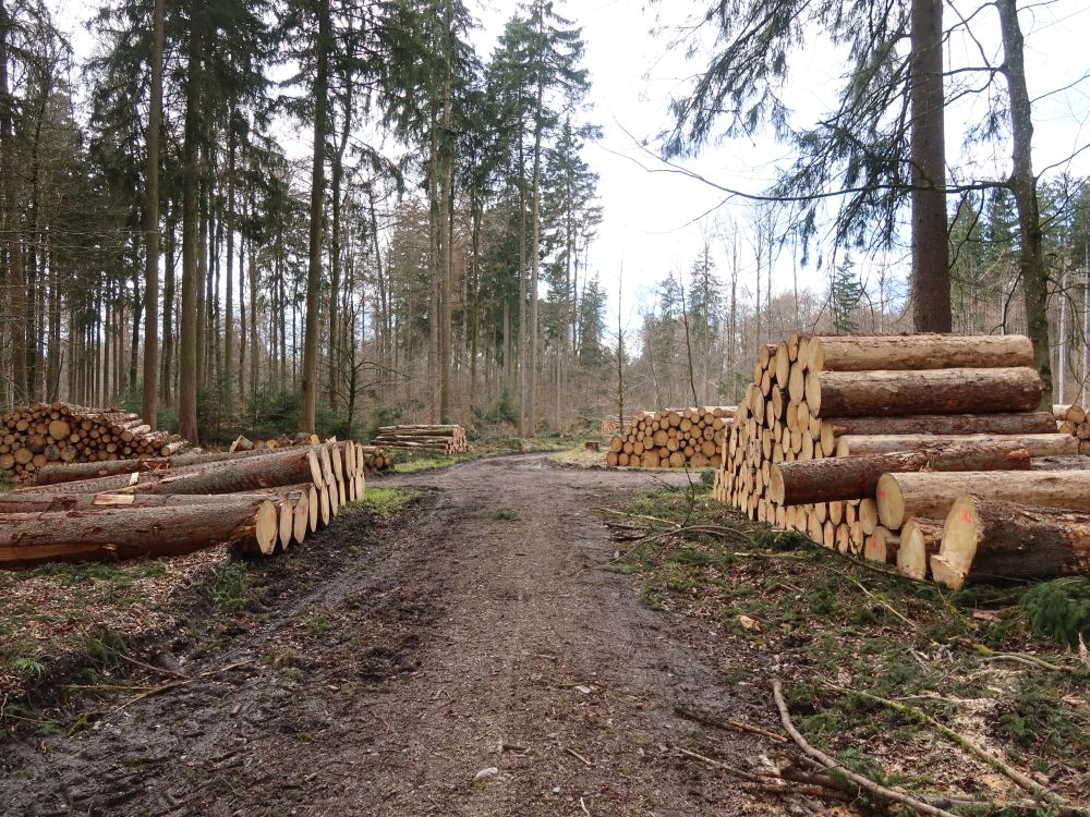 Holzschlag