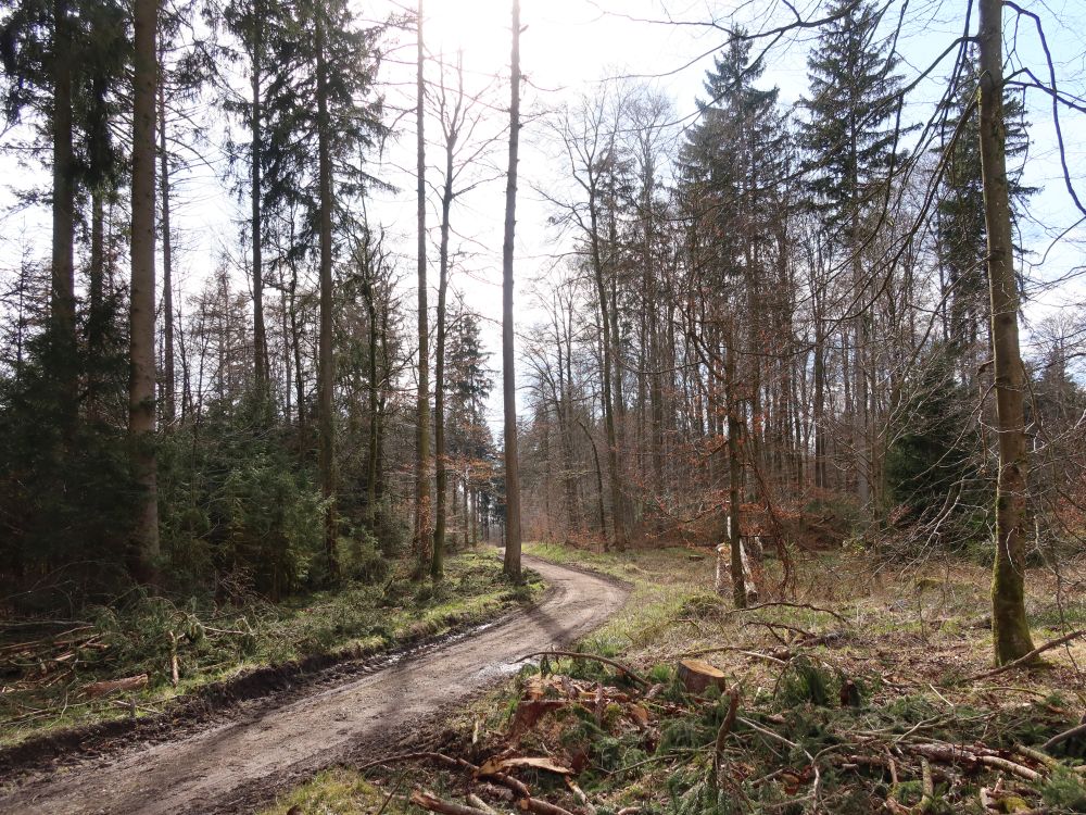 Waldweg