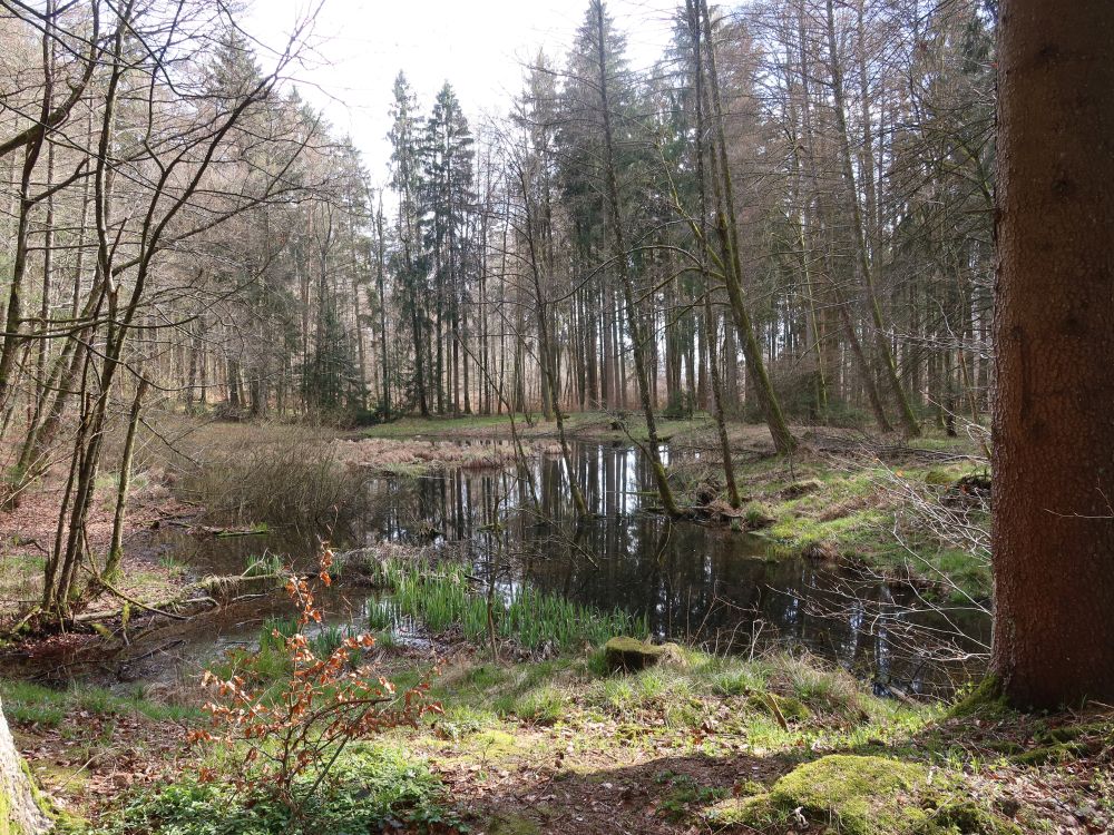 Weiher im Wald