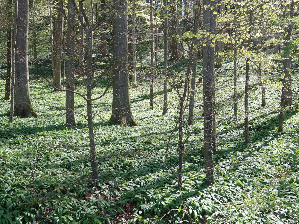 Bärlauch im Wald