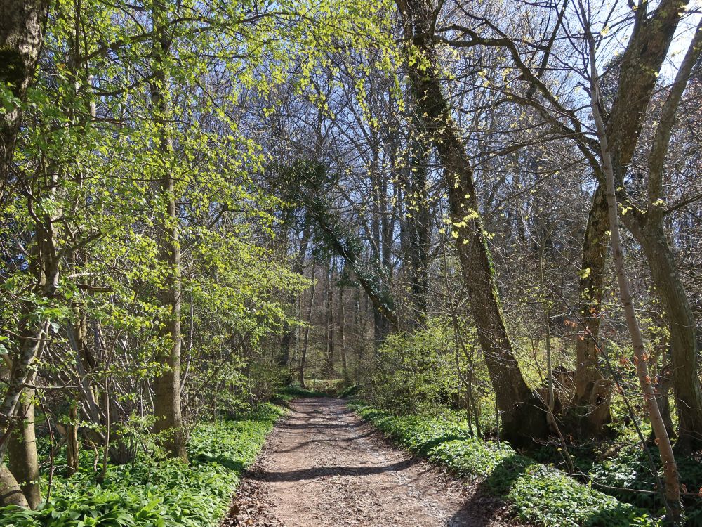 Weg bei Vögtin