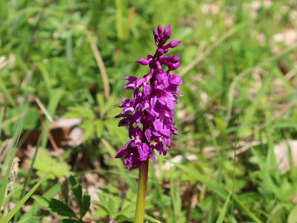 Orchidee Knabenkraut