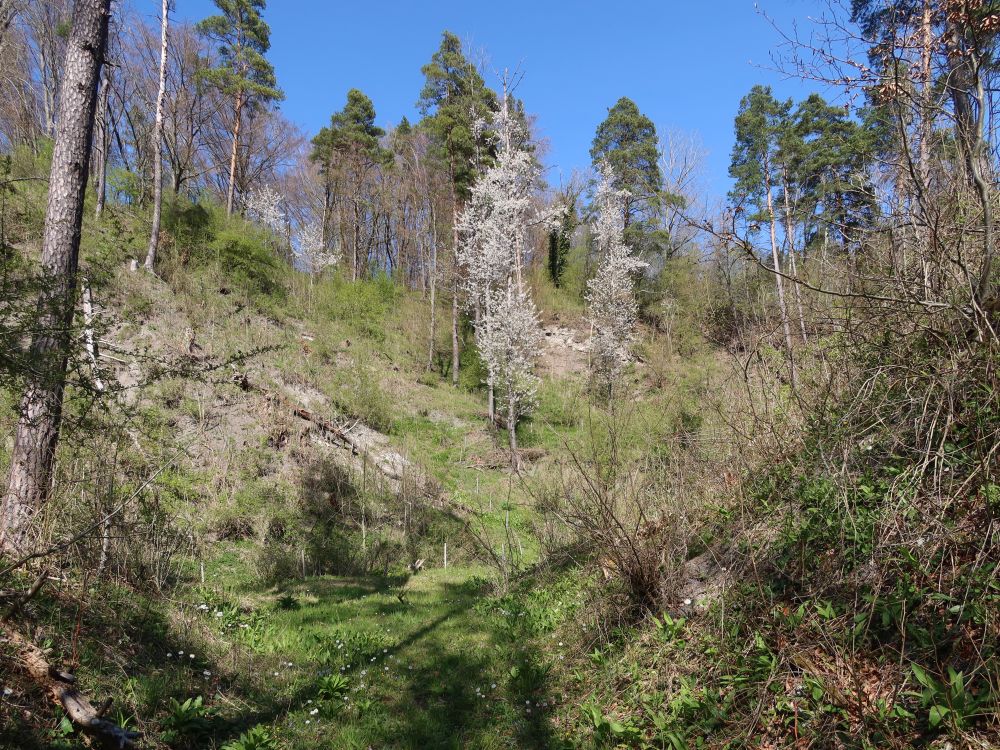 Gipsgruebe