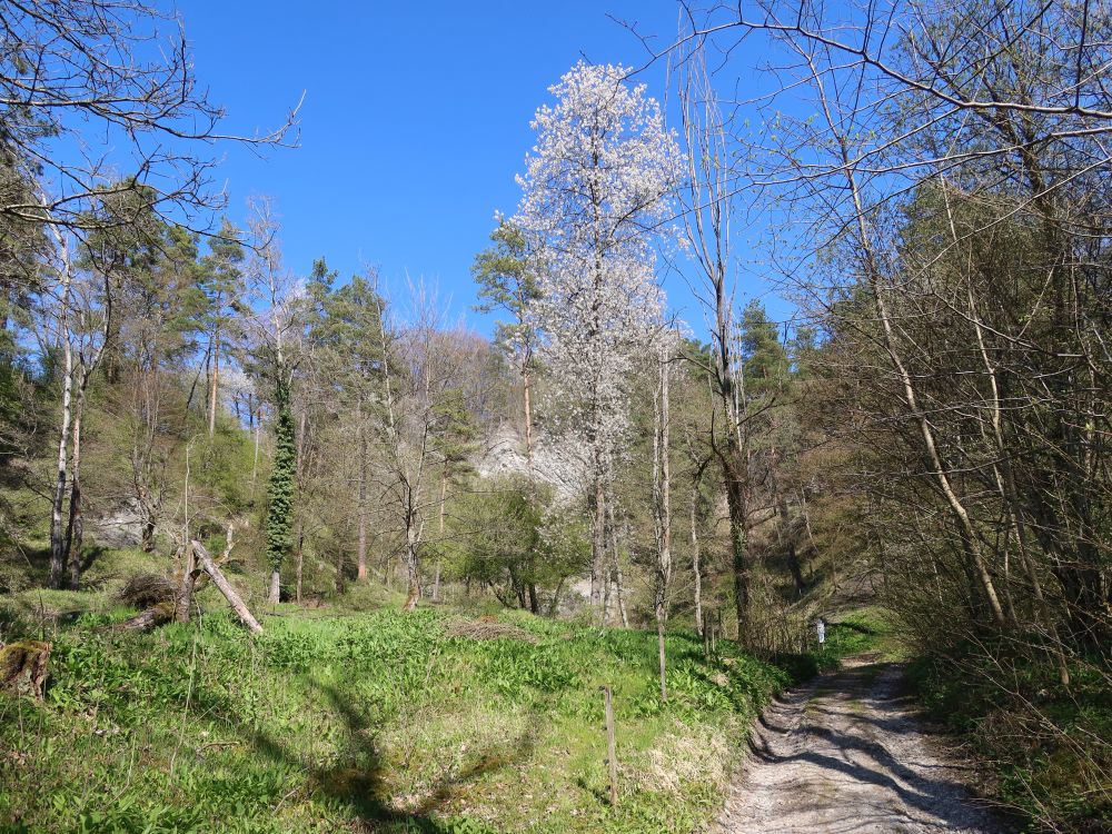 Gipsgruebe