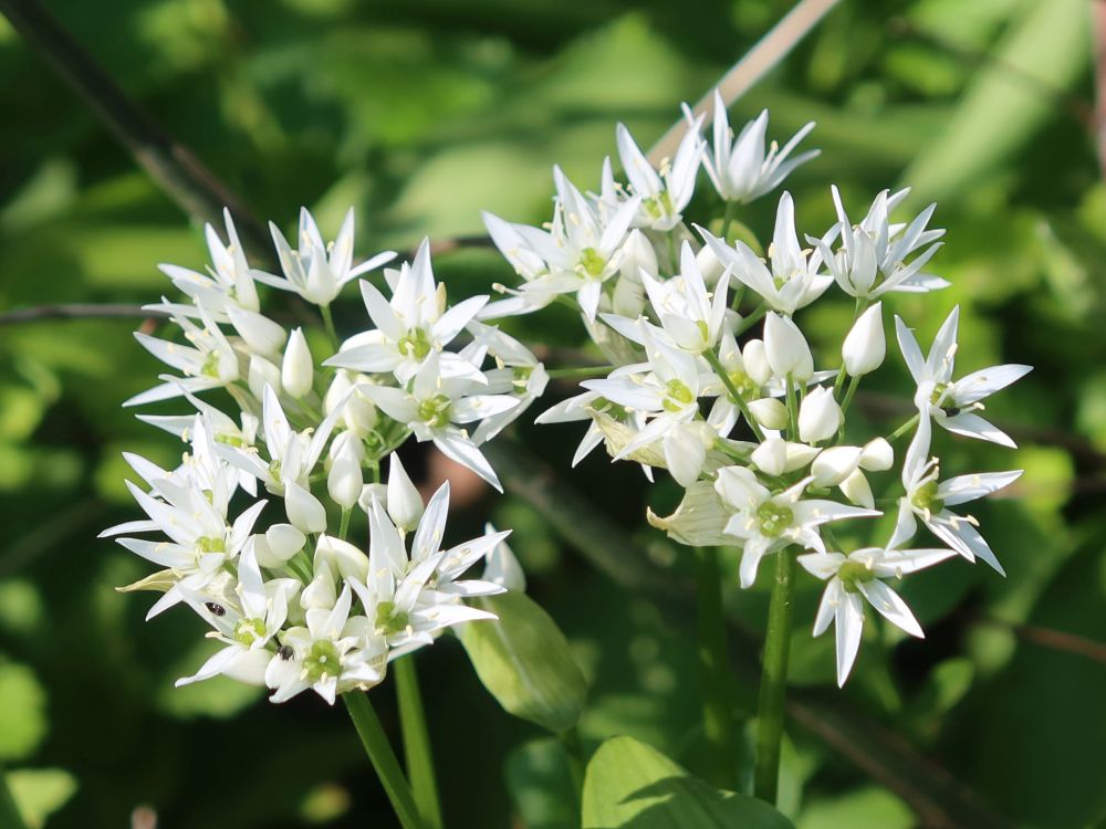 Bärlauchblüten