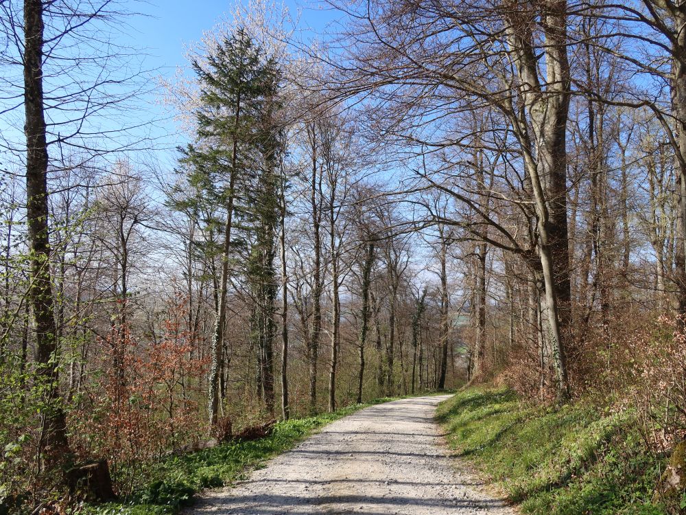 Waldweg