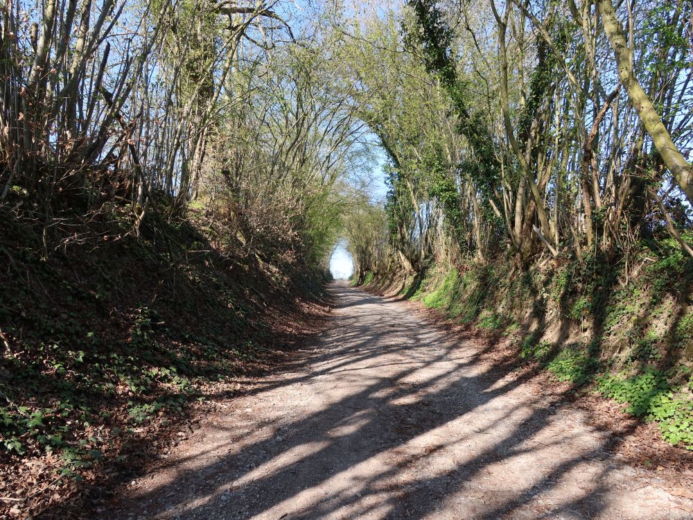 Hohlweg