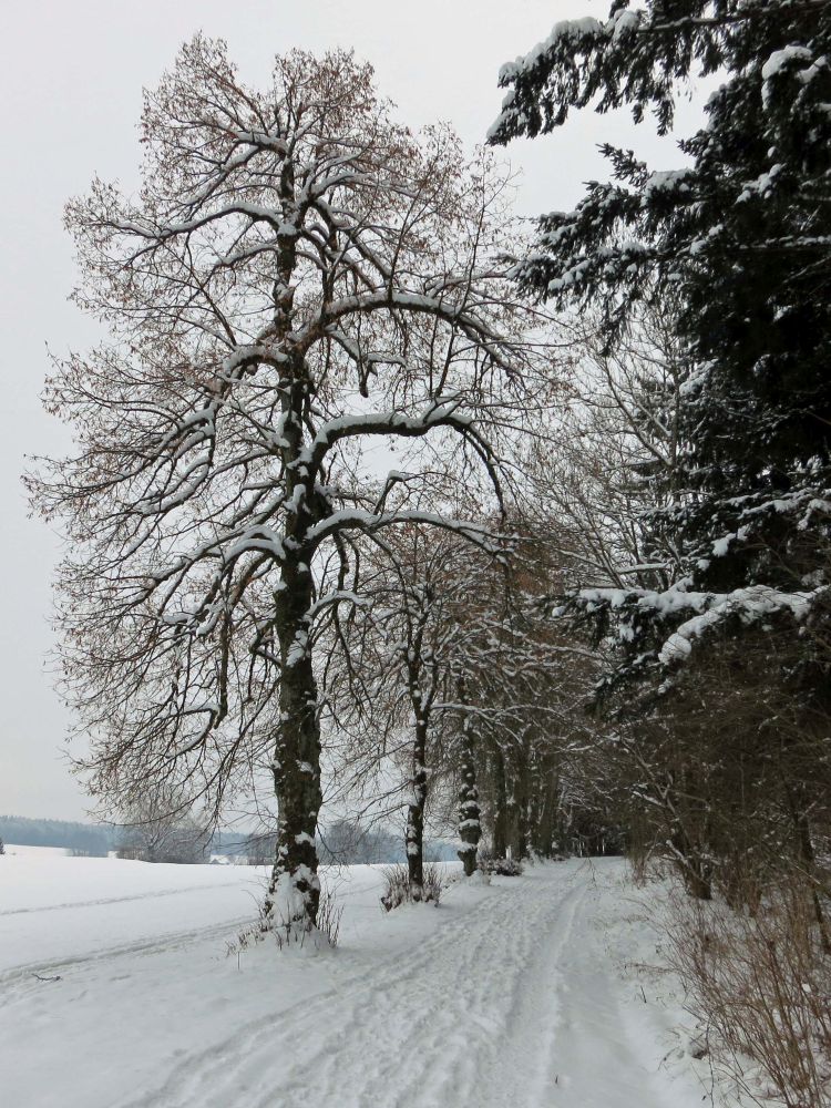 Waldrand bei Betenbrunn