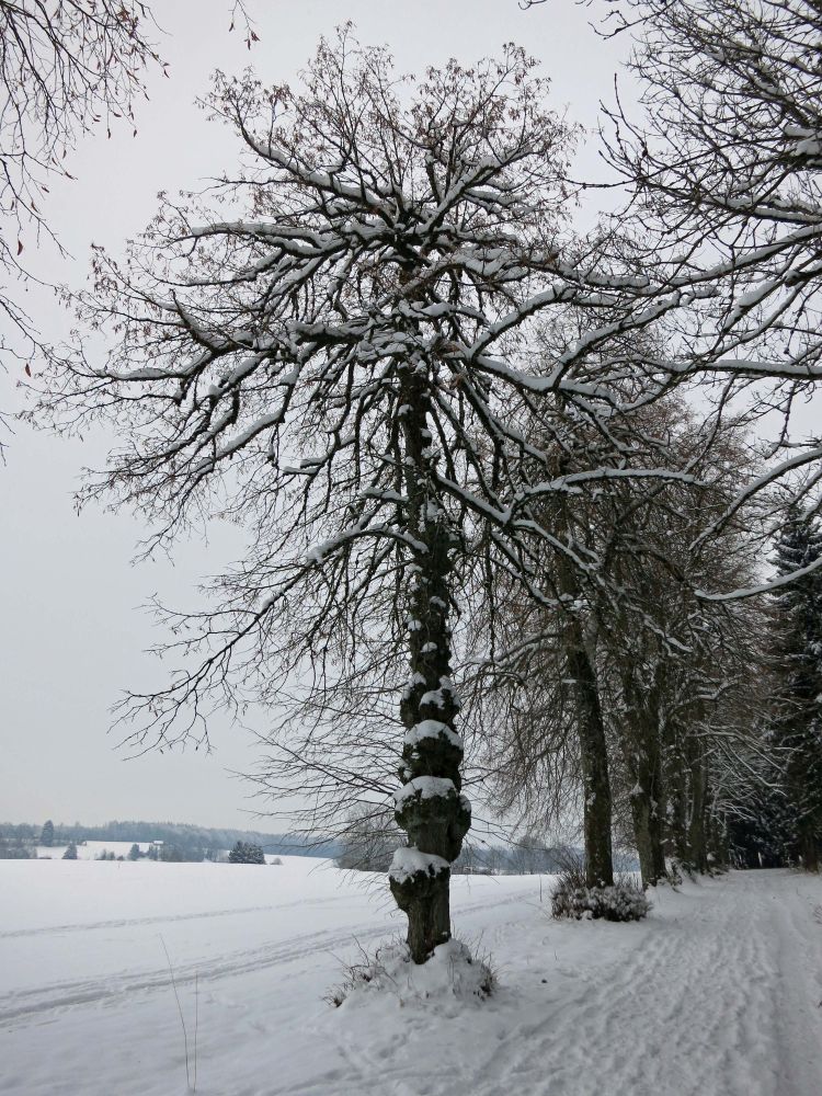 Waldrand bei Betenbrunn