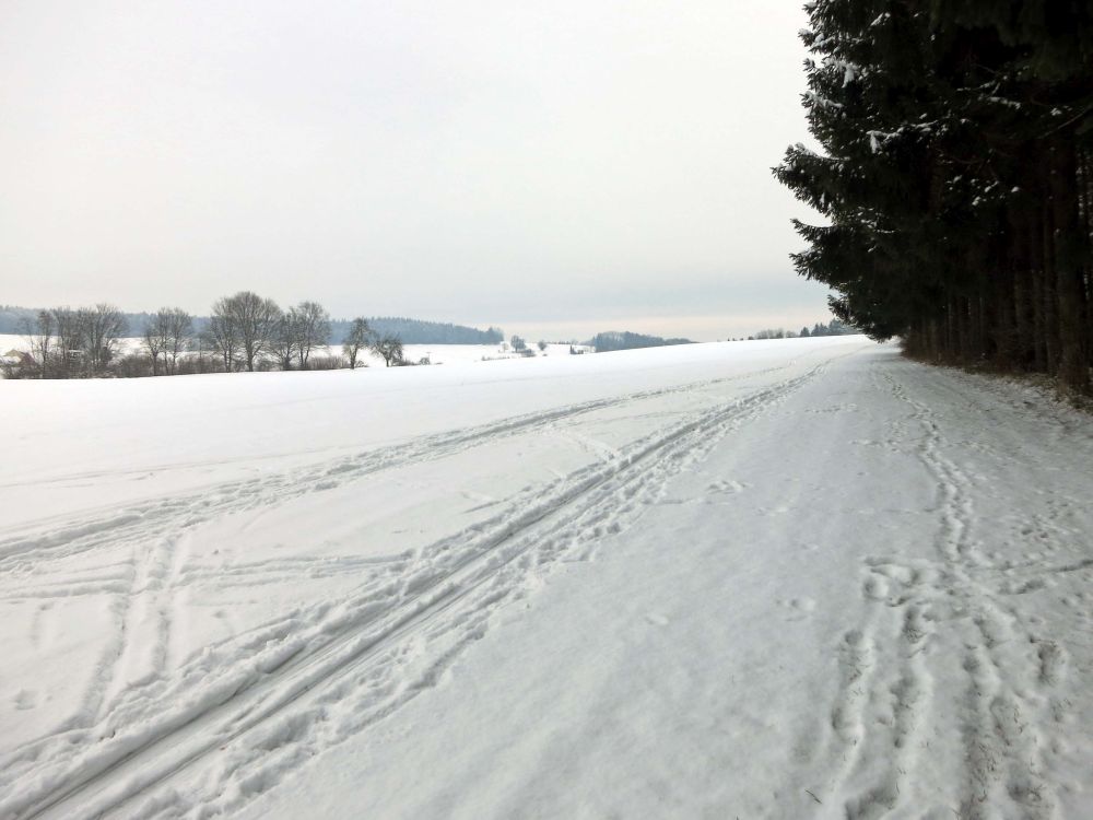 Waldrand bei Betenbrunn