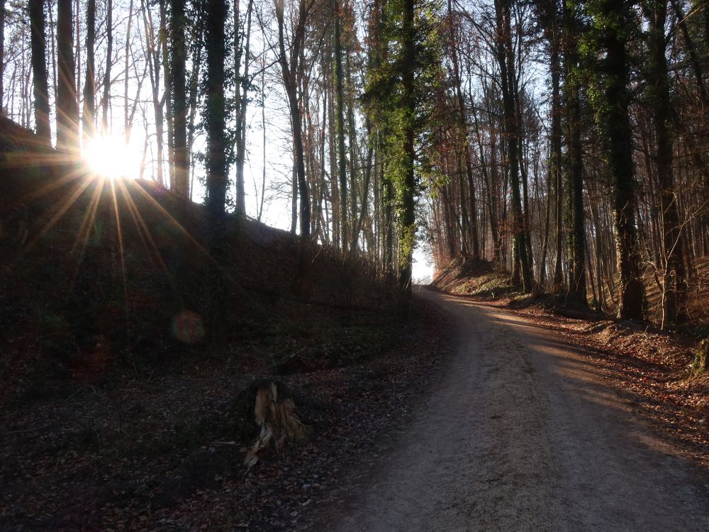 Waldweg mit Gegenlicht