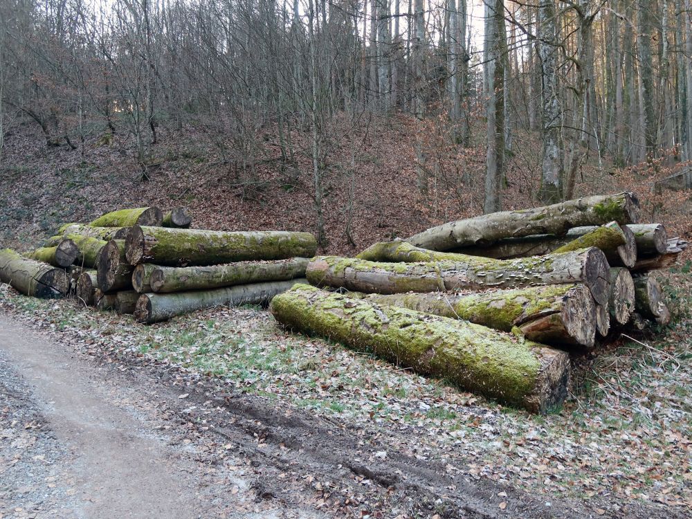 vergessenes Holz