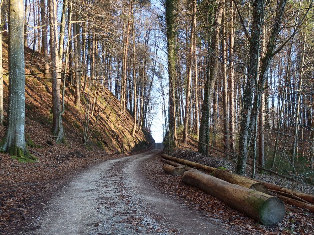 Waldweg im Rammental