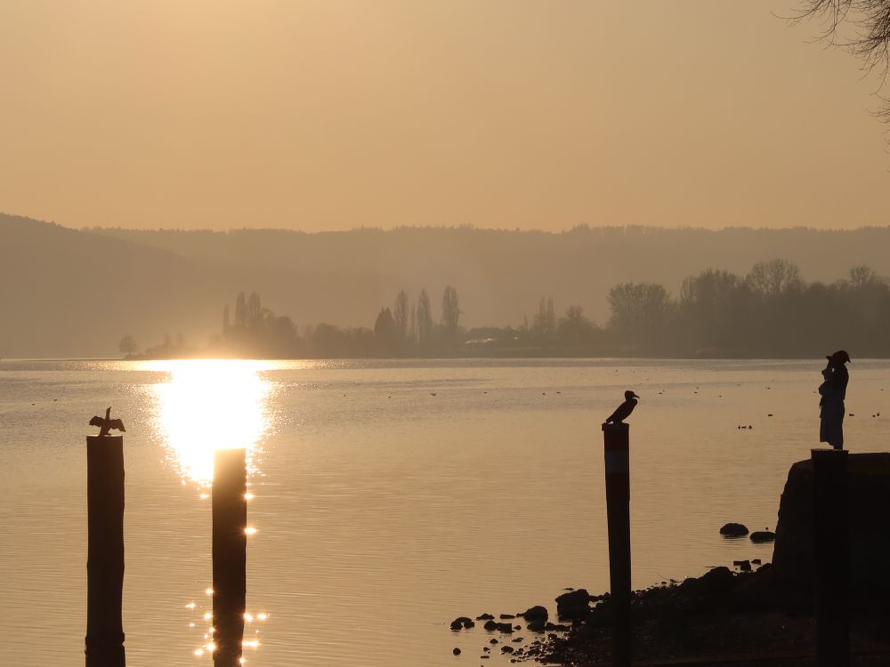 Sonnenlicht im Untersee