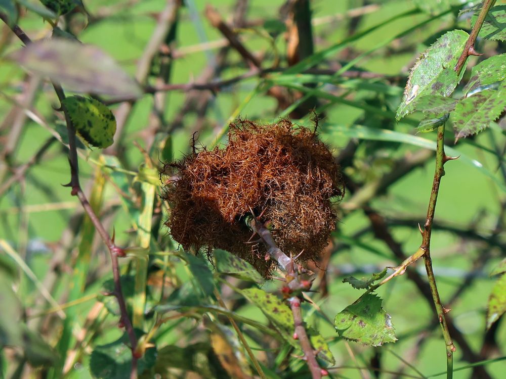 Rosenschwamm auf Hagebutte