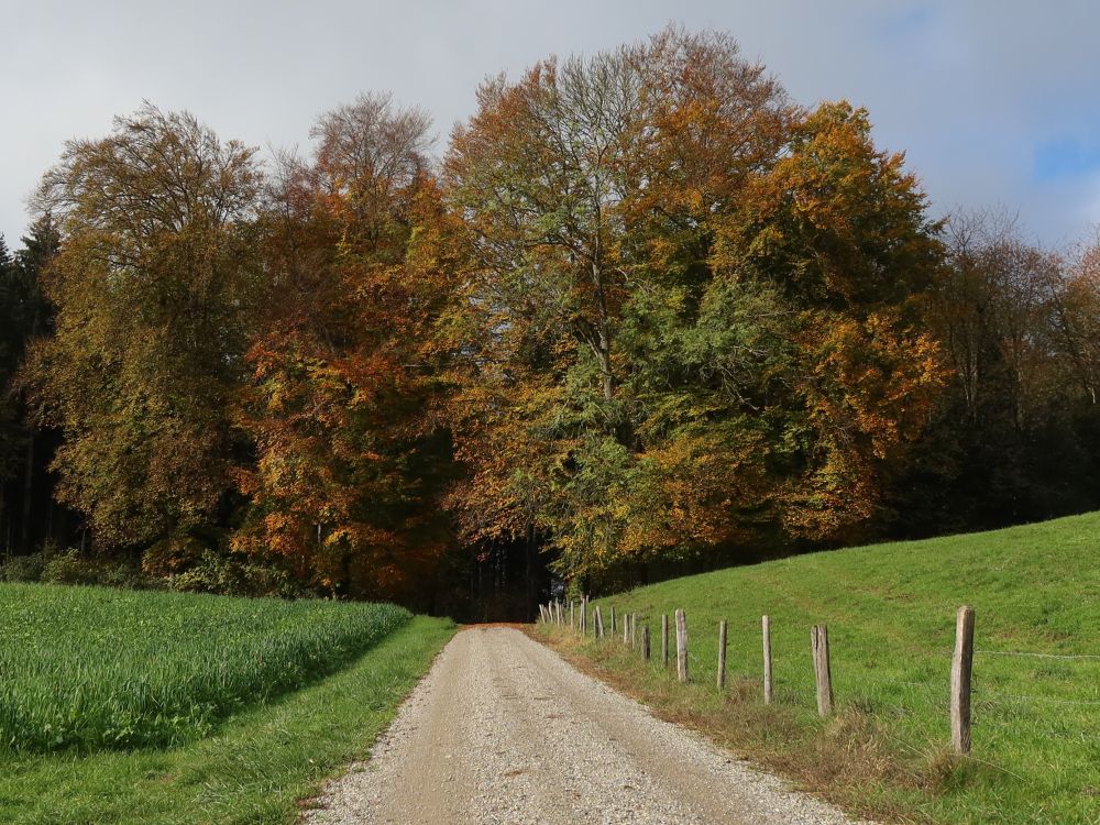 Herbstwald