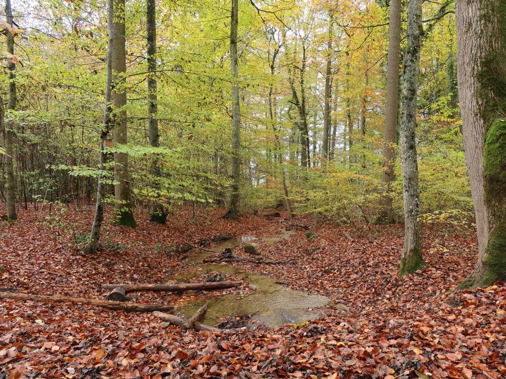 Bach im Herbstwald