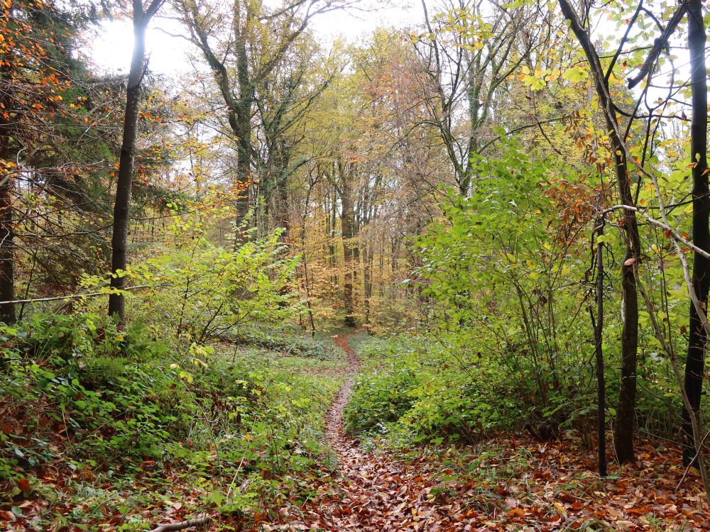 Pfad im Herbstwald