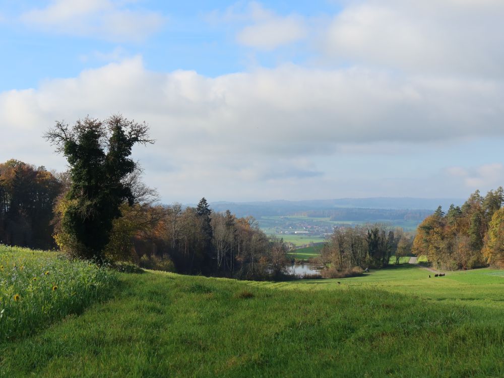 Blick zum Staanegger Weier