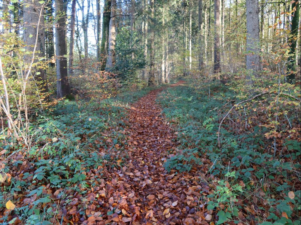 Waldweg