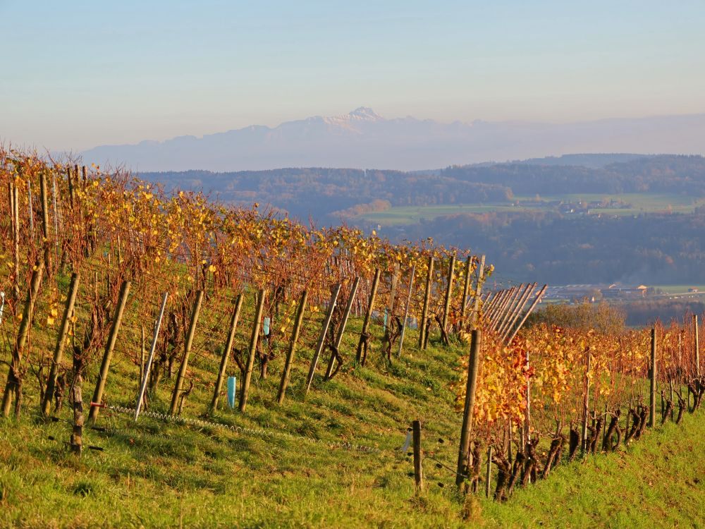 Säntis überm Weinberg